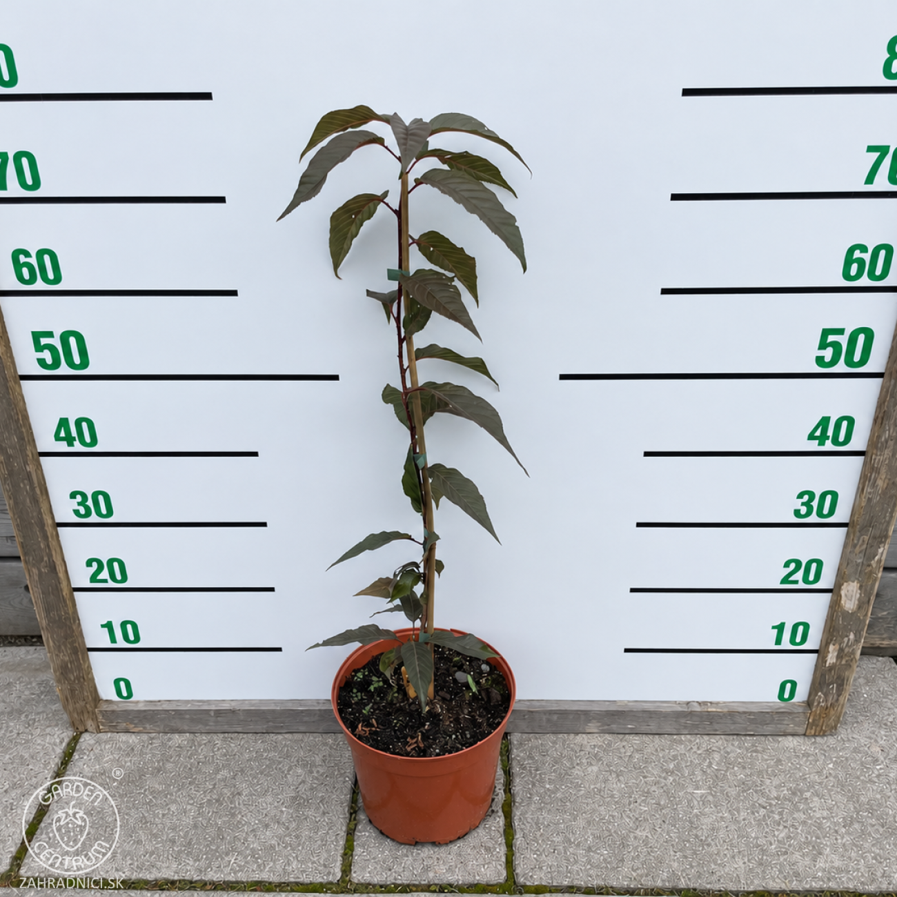 Obrázok Sakura ozdobná (Prunus serrulata) ‘ROYAL BURGUNDY’ - výška 50-80 cm, kont. C5L - KRÍK